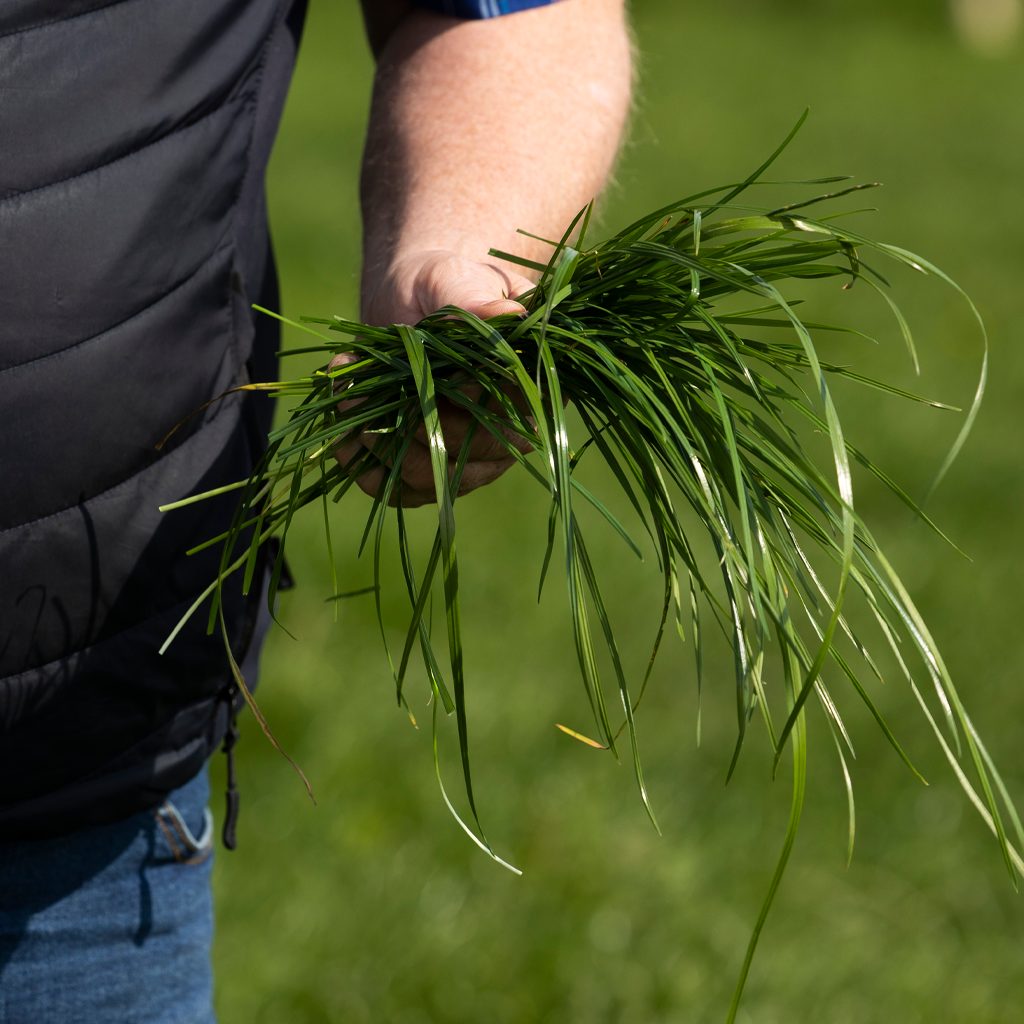 Farmer examining grass on a dairy farm