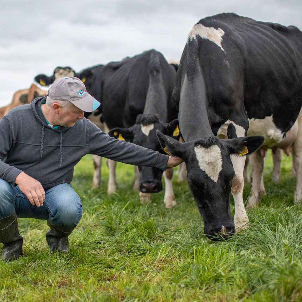 Dairy farmer watches his cows with care