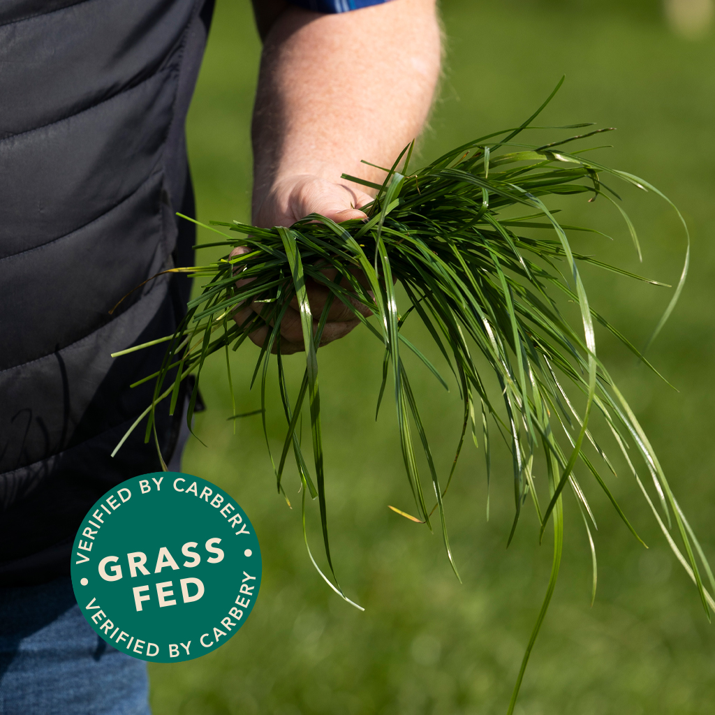 West Cork dairy farmer examining the quality of his nutrient-rich grass