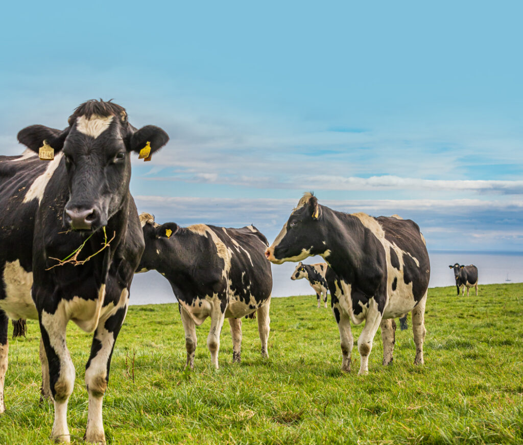 West Cork dairy cows in a field along the Atlantic coast